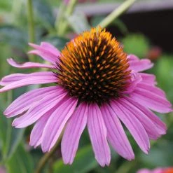 Bay Gardens NY Echinacea Purpurea 'Magnus' Coneflower Perennials