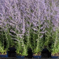 Bay Gardens NY Perovskia Atriplicifolia 'Russian Sage' Deer Resistant Plants