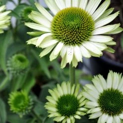 Bay Gardens NY Echinacea Purpurea 'Green Jewel' Coneflower