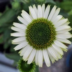 Bay Gardens NY Echinacea Purpurea 'Green Jewel' Coneflower 7 Bay Gardens NY Echinacea Purpurea 'Green Jewel' Coneflower