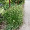 Bay Gardens Grass 'Deschampsia Cespitosa - Tufted Hair' Deer Resistant Plants