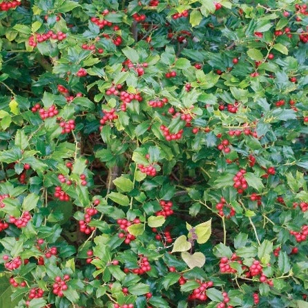 Bay Gardens Holly 'China Girl' 3 Bay Gardens Holly 'China Girl'