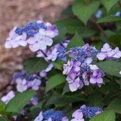 Bay Gardens NY Flowering Shrubs Hydrangea Macrophylla ‘Twist-n-Shout'