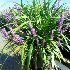 Bay Gardens NY Liriope Muscari 'Big Blue' Perennials