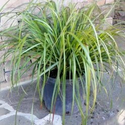 Bay Gardens NY Grass Pennisetum Alopecuroides 'Moudry' Deer Resistant Plants