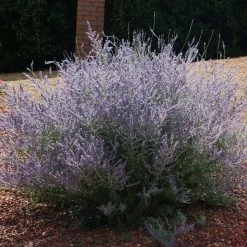 Bay Gardens NY Perovskia Atriplicifolia 'Russian Sage' Deer Resistant Plants
