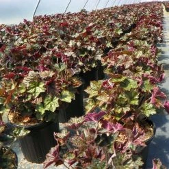 Bay Gardens NY Heuchera 'Palace Purple'