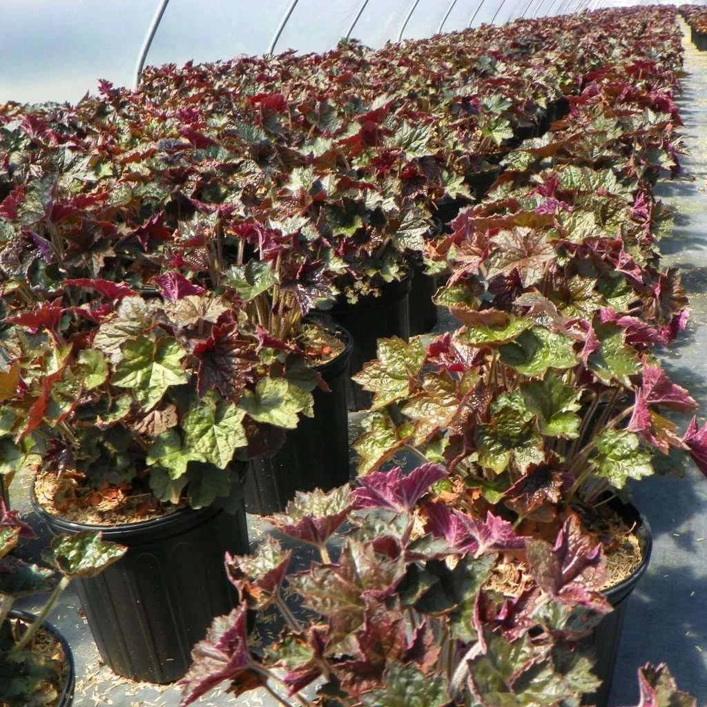 Bay Gardens NY Heuchera 'Palace Purple' 4 Bay Gardens NY Heuchera 'Palace Purple'