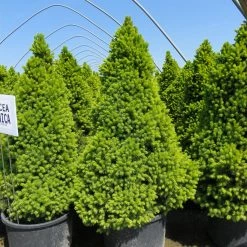 Bay Gardens Evergreen Shrubs Spruce 'Dwarf Alberta - Picea Glauca 'Conica'