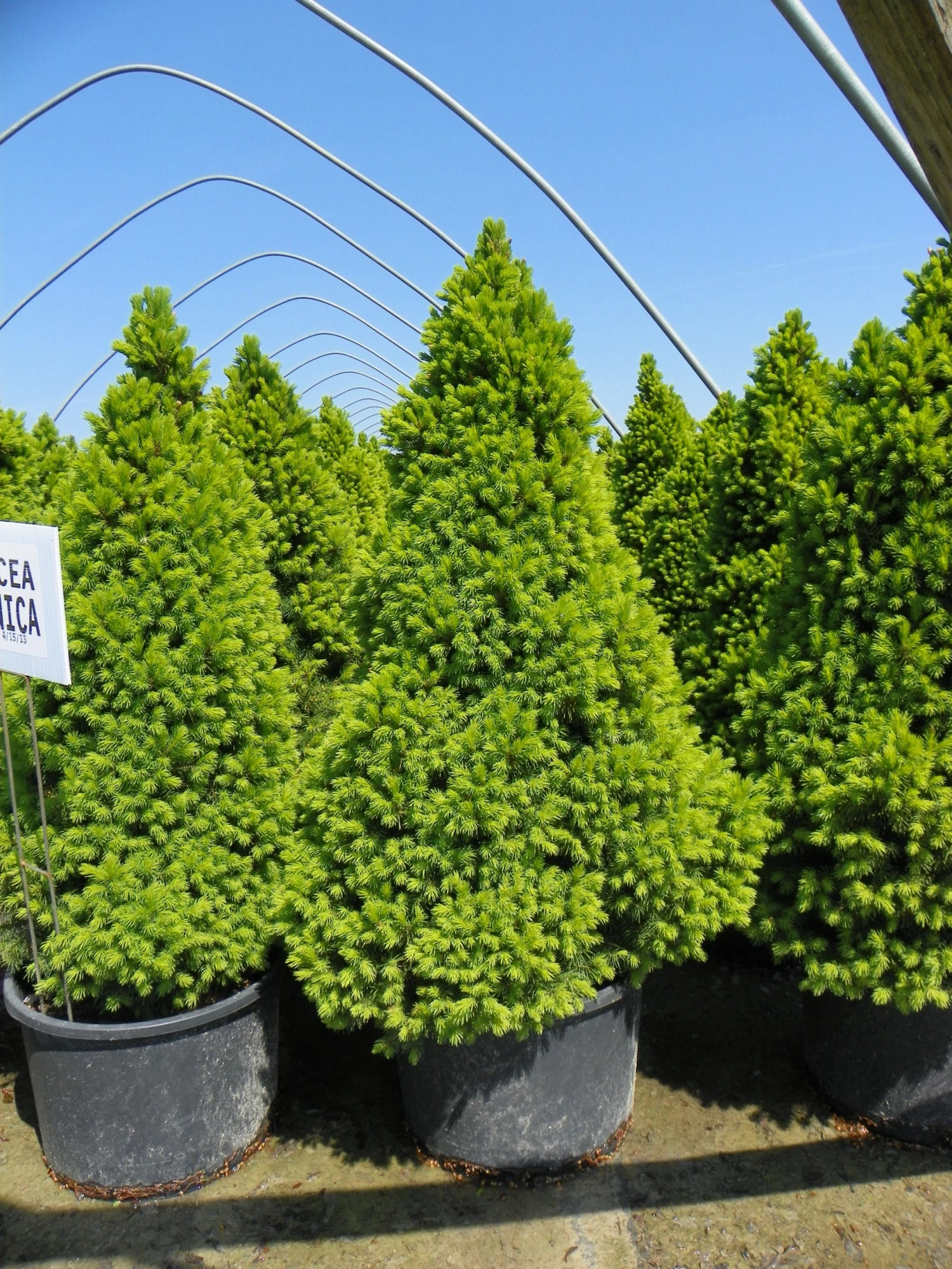 Bay Gardens Evergreen Shrubs Spruce 'Dwarf Alberta - Picea Glauca 'Conica' 4 Bay Gardens Evergreen Shrubs Spruce 'Dwarf Alberta - Picea Glauca 'Conica'