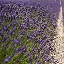 Bay Gardens Lavender 'Hidcote'