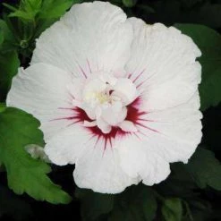 Bay Gardens NY Flowering Shrubs Hibiscus Syriacus First Editions® 'Bali' (Rose Of Sharon)