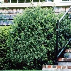 Bay Gardens Holly 'Blue Prince'