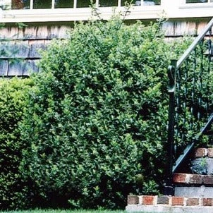 Bay Gardens Holly 'Blue Prince' 4 Bay Gardens Holly 'Blue Prince'