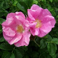 Bay Gardens NY Flowering Shrubs Rosa Rugosa