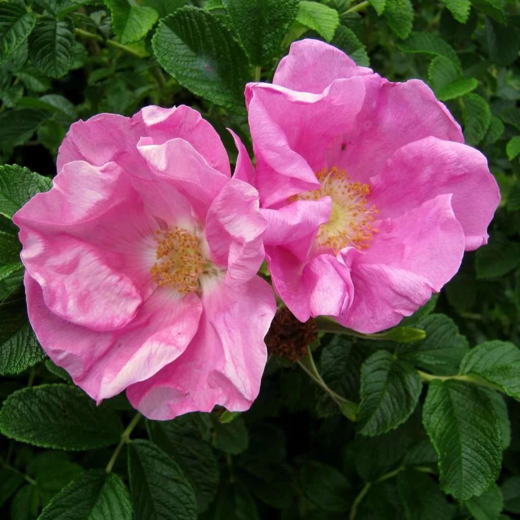 Bay Gardens NY Flowering Shrubs Rosa Rugosa 4 Bay Gardens NY Flowering Shrubs Rosa Rugosa