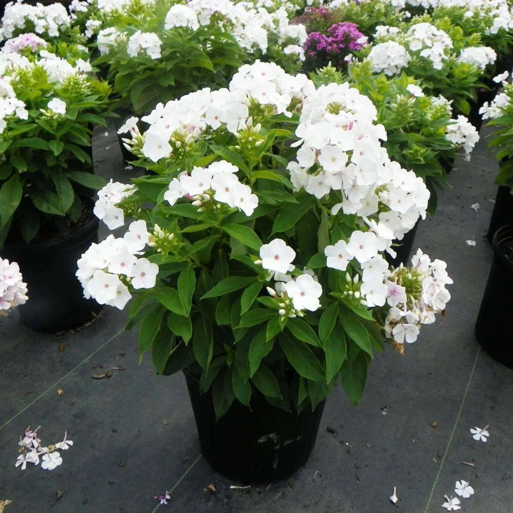 Bay Gardens NY Phlox Paniculata 'David' 4 Bay Gardens NY Phlox Paniculata 'David'