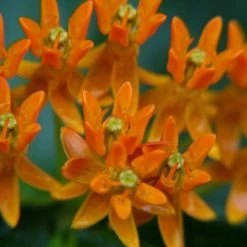 Bay Gardens NY Deer Resistant Plants Asclepias Tuberosa 15 Bay Gardens NY Deer Resistant Plants Asclepias Tuberosa