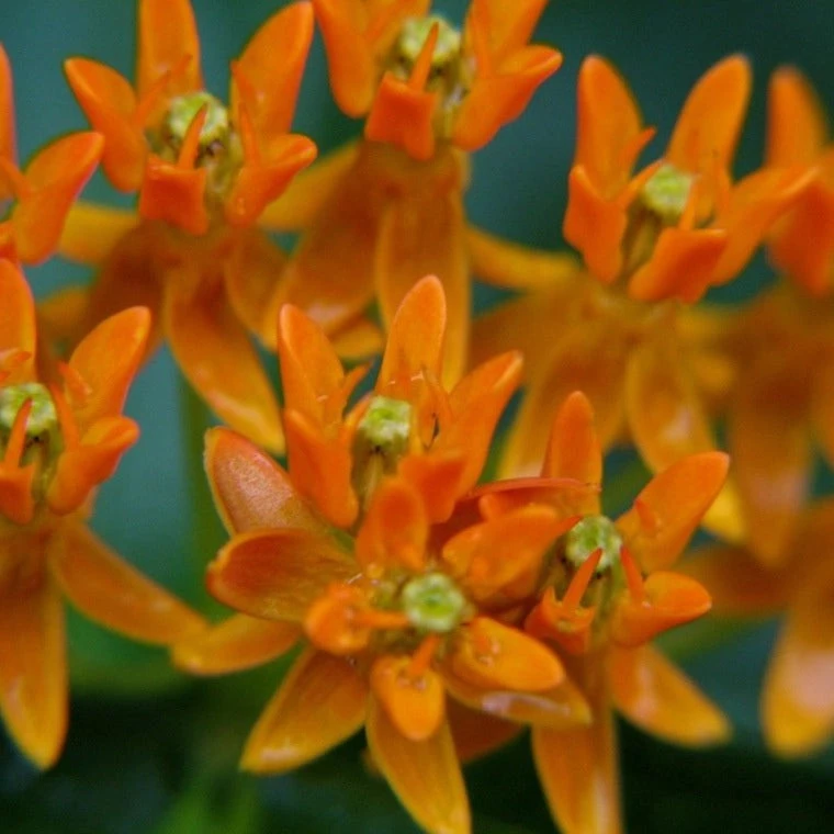Bay Gardens NY Deer Resistant Plants Asclepias Tuberosa 9 Bay Gardens NY Deer Resistant Plants Asclepias Tuberosa