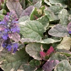 Bay Gardens NY Ajuga Rep. 'Burgundy Glow'