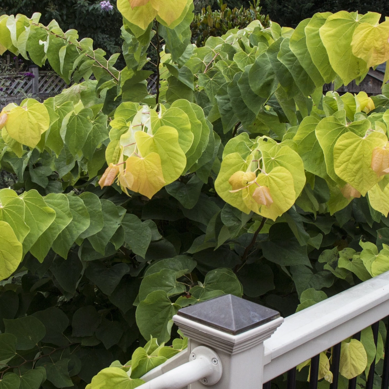 Bay Gardens NY Redbud 'Rising Sun' 5 Bay Gardens NY Redbud 'Rising Sun'