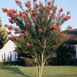 Bay Gardens Crape Myrtle Tuscarora (Pink)