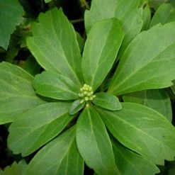 Bay Gardens Groundcovers Pachysandra Flat