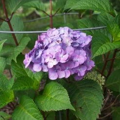 Bay Gardens NY Hydrangea ES 'Bloomstruck' 11 Bay Gardens NY Hydrangea ES 'Bloomstruck'