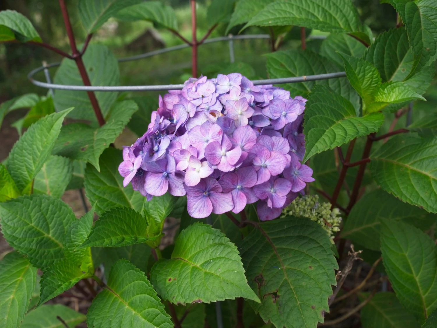 Bay Gardens NY Hydrangea ES 'Bloomstruck' 7 Bay Gardens NY Hydrangea ES 'Bloomstruck'
