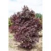 Bay Gardens NY Ornamental Trees Japanese Maple 'Bloodgood'