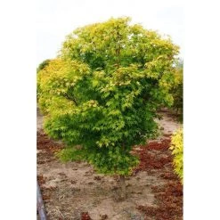 Bay Gardens NY Japanese Maple'Coral Bark'