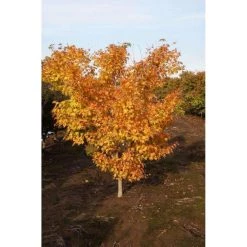 Bay Gardens NY Japanese Maple 'Coral Bark'