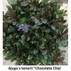 Bay Gardens Ajuga Flat Groundcovers