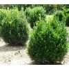 Bay Gardens Boxwood 'American' Evergreen Shrubs
