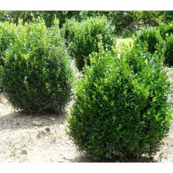 Bay Gardens Boxwood 'American' Evergreen Shrubs