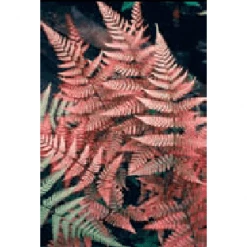 Bay Gardens Deer Resistant Plants Fern 'Autumn'