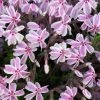 Bay Gardens NY Perennials Phlox Subulata 'Candy Stripe' 1 Bay Gardens NY Perennials Phlox Subulata 'Candy Stripe'
