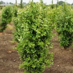 Bay Gardens Boxwood 'Dee Runk' Privacy Plants