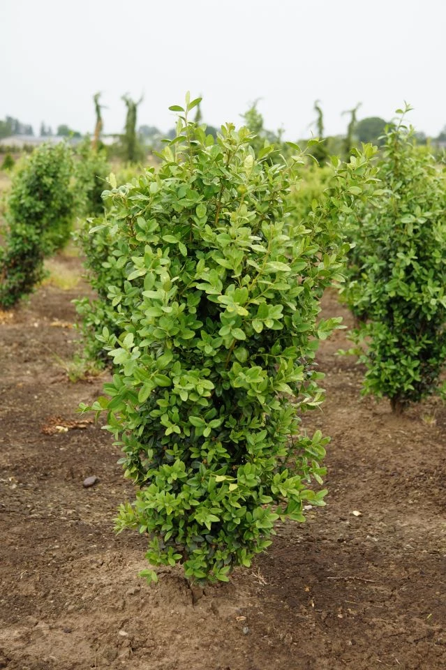 Bay Gardens Boxwood 'Dee Runk' Privacy Plants 4 Bay Gardens Boxwood 'Dee Runk' Privacy Plants