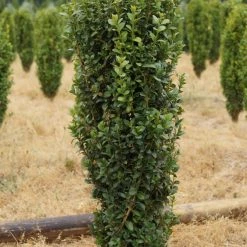 Bay Gardens Boxwood 'Dee Runk' Privacy Plants 12 Bay Gardens Boxwood 'Dee Runk' Privacy Plants