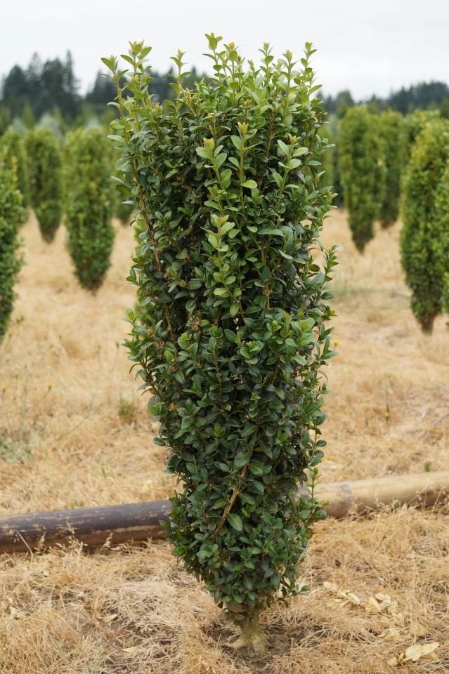 Bay Gardens Boxwood 'Dee Runk' Privacy Plants 5 Bay Gardens Boxwood 'Dee Runk' Privacy Plants