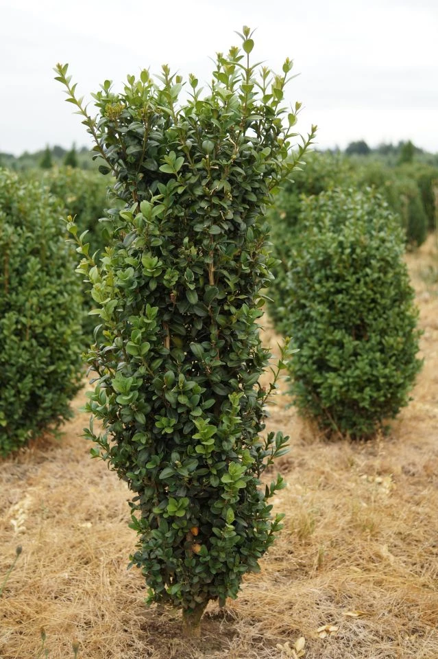 Bay Gardens Boxwood 'Dee Runk' Privacy Plants 3 Bay Gardens Boxwood 'Dee Runk' Privacy Plants