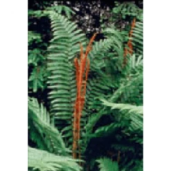 Bay Gardens Fern 'Osmunda Cinnamonea-Cinnamon'