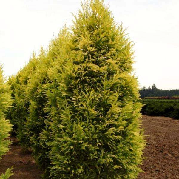 Bay Gardens Cryptomeria Japonica 'Sekkan Sugi' Privacy Plants 5 Bay Gardens Cryptomeria Japonica 'Sekkan Sugi' Privacy Plants