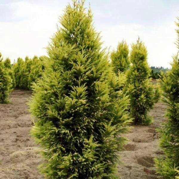 Bay Gardens Cryptomeria Japonica 'Sekkan Sugi' Privacy Plants 4 Bay Gardens Cryptomeria Japonica 'Sekkan Sugi' Privacy Plants