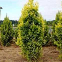 Bay Gardens Cryptomeria Japonica 'Sekkan Sugi' Privacy Plants 10 Bay Gardens Cryptomeria Japonica 'Sekkan Sugi' Privacy Plants