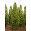 Bay Gardens Privacy Plants Cryptomeria Japonica 'Yoshino' 1 Bay Gardens Privacy Plants Cryptomeria Japonica 'Yoshino'