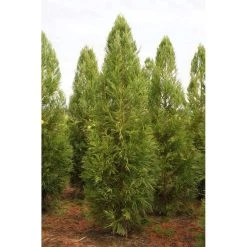Bay Gardens Privacy Plants Cryptomeria Japonica 'Yoshino'