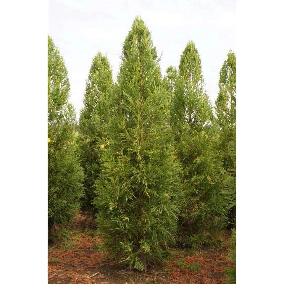 Bay Gardens Privacy Plants Cryptomeria Japonica 'Yoshino' 3 Bay Gardens Privacy Plants Cryptomeria Japonica 'Yoshino'