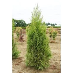 Bay Gardens Privacy Plants Cryptomeria Japonica 'Yoshino' 10 Bay Gardens Privacy Plants Cryptomeria Japonica 'Yoshino'